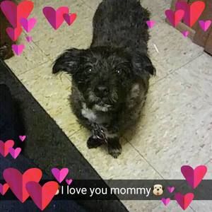 Meet your Posher, Joy